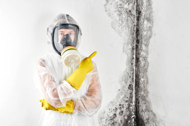 Best Asbestos and Lead Testing During Mold Inspection  in Welsh, LA